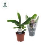 Банан Oriental Dwarf d12 см h35 см тип 2