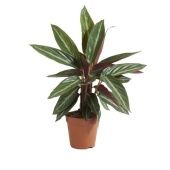 Калатея Строманта d12 см h35 см Калатея Строманта d12 см h35 см