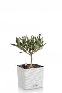 Олива CUBE COLOR 14/30 см Белый