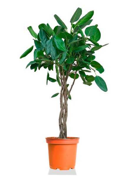 Фикус Бенгальский Одри косичка d30 см h140 см