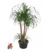 Нолина бранч d38 см h140 см Нолина бранч d38 см h140 см