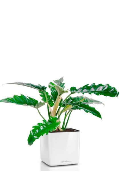 Филодендрон Нарроу 14/30 см в CUBE GLOSSY 16