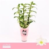 Дендробиум Nobile Apollon 3 ствола d12 см h50 см тип 4 Дендробиум Nobile Apollon 3 ствола d12 см h50 см тип 4