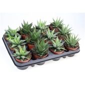 Хавортия микс d8.5 см h12.5 см тип 3 (Голландия) Хавортия микс d8.5 см h12.5 см тип 3 (Голландия)