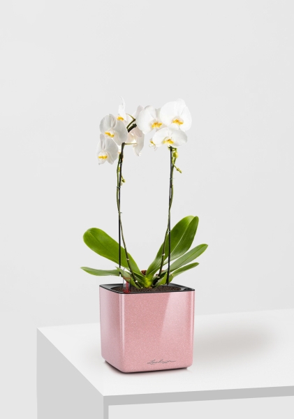 Орхидея Фаленопсис белая каскад 12/50 см в CUBE GLOSSY KISS 14