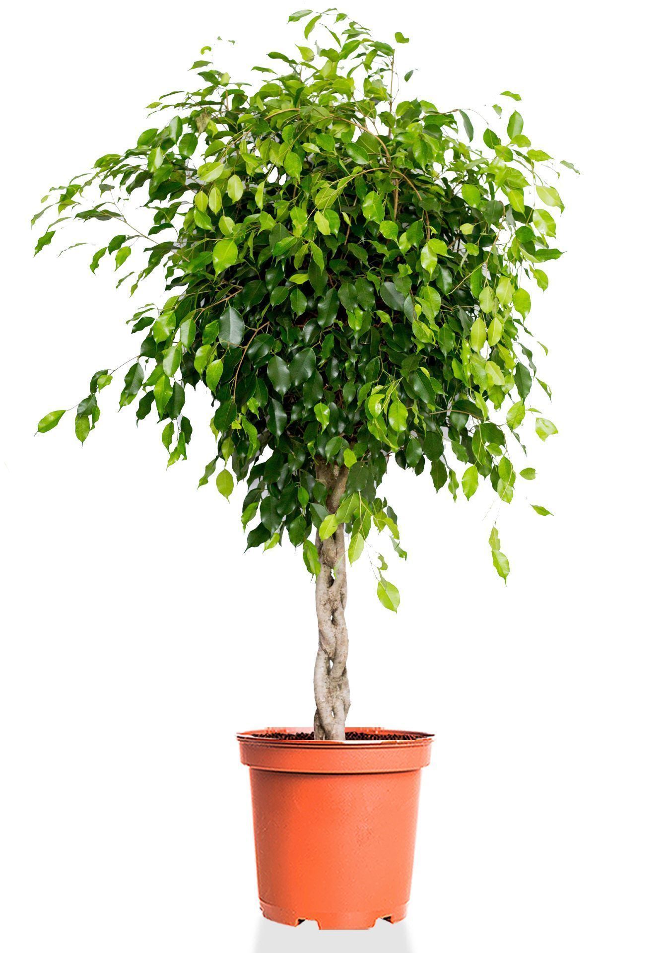 Фикус Бенджамина Экзотика переплетенный 40/150 см Фикус Бенджамина Экзотика переплетенный 40/150 см