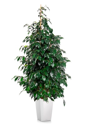 Фикус Бенджамина Даниэль 30/165 см в CUBICO 40 Фикус Бенджамина Даниэль 30/165 см в CUBICO 40