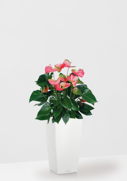 Антуриум Свитхард Пинк 17/60 см в CUBICO COLOR 22