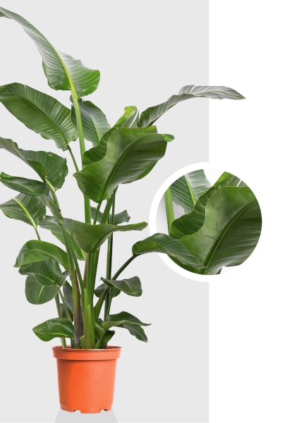 Стрелиция Николай 60/350 см