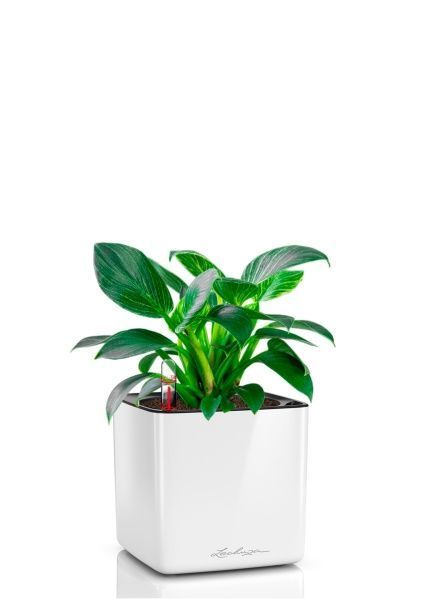 Филодендрон Биркин 12/30 см в CUBE GLOSSY 16 Филодендрон Биркин 12/30 см в CUBE GLOSSY 16