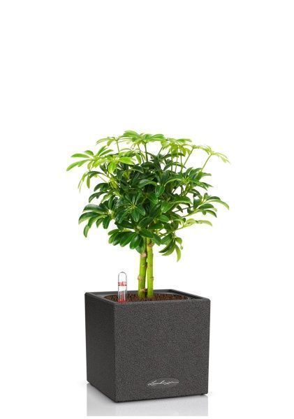 Шеффлера компакта на штамбе 12/40 см в CANTO STONE 14 Шеффлера компакта на штамбе 12/40 см в CANTO STONE 14