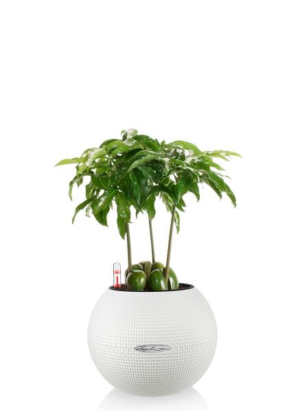 Кастаноспермум в PURO 20