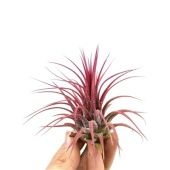 Тилландсия Ionantha Rood Large d6 см h6 см Тилландсия Ionantha Rood Large d6 см h6 см