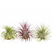 Тилландсия Ionantha Mix (ionantha Groen) d6 см h6 см Тилландсия Ionantha Mix (ionantha Groen) d6 см h6 см
