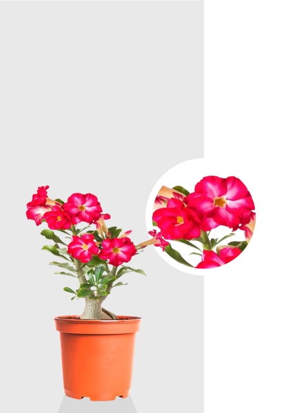 Адениум Пинк Стар 13/25 см