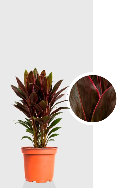 Кордилина микс d19 см h55 см