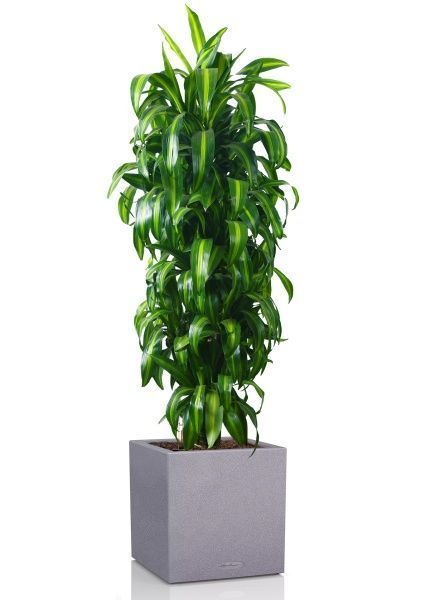 Драцена Гавайская 27/190 см в CANTO STONE LOW 40