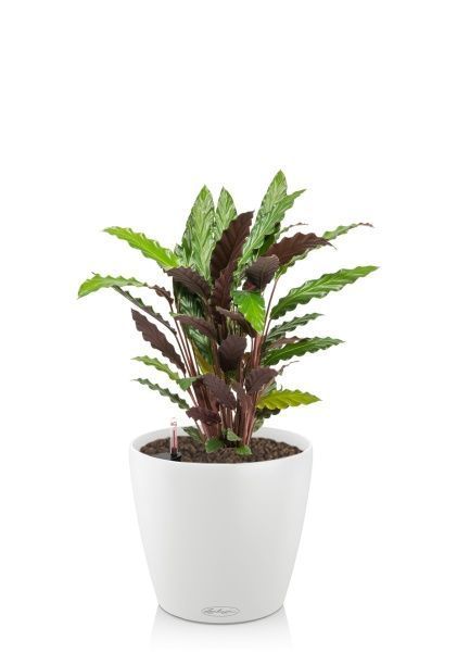 Калатея Руфибарба 17/60 см в CLASSICO 18