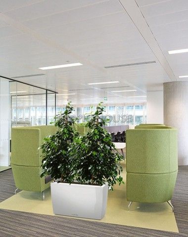 Фикус Бенджамина в CARARO 75 Фикус Бенджамина в CARARO 75