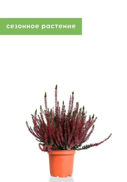 Вереск (Эрика) бордовый 12/30 см