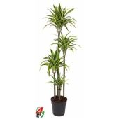 Драцена Лемон Лайм 4 ствола d27 см h180 см