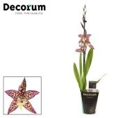 Орхидея Камбрия Перпл Принцесс 1 ствол (decorum) d12 см h60 см