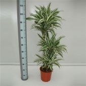 Драцена Вайт Джевел 3 ствола d21 см h90 см