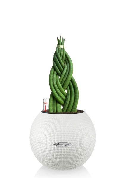 Сансевиерия цилиндрика косичка в PURO 20