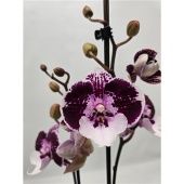 Фаленопсис 2 ствола Limited 29 - 14+ (phalaenova) d12 см h35 см