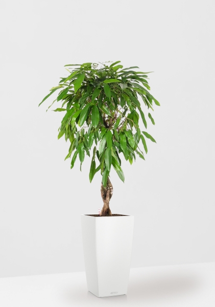 Фикус Амстел Кинг переплетенный 27/120 см в CUBICO COLOR 40 Фикус Амстел Кинг переплетенный 27/120 см в CUBICO COLOR 40