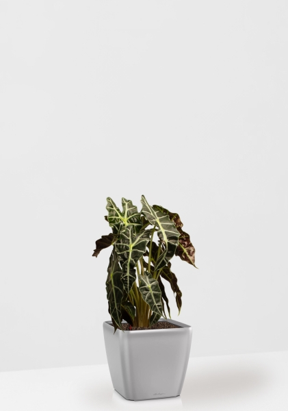 Алоказия Полли 17/50 см в QUADRO LS 21