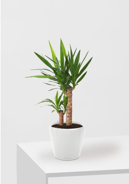 Юкка в CLASSICO LS 21