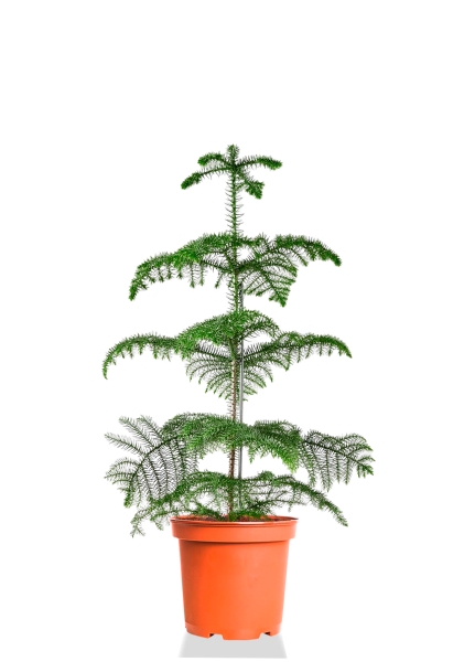 Араукария Гетерофилла 24/110 см