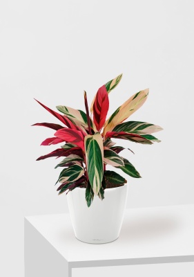 Строманта 19/65 см в CLASSICO LS 28, белый блестящий