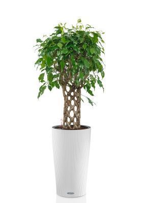 Фикус Экзотика решетка 23/100 см в CILINDRO 32, белый Фикус Экзотика решетка 23/100 см в CILINDRO 32, белый