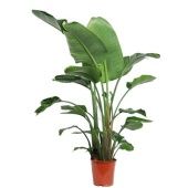 Стрелиция Николай 3 ствола d24 см h140-160 см Стрелиция Николай 3 ствола d24 см h140-160 см