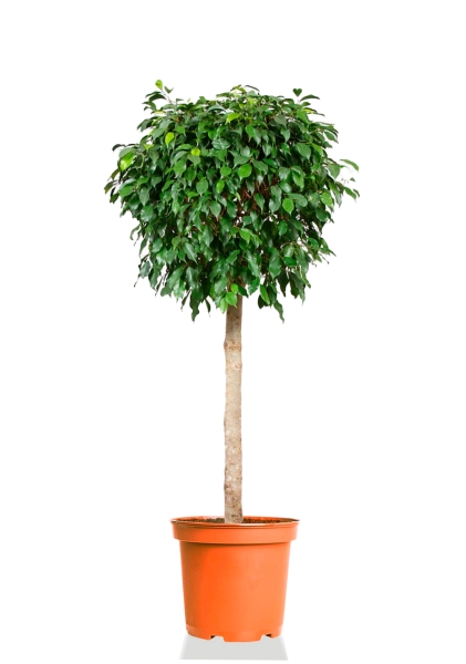 Фикус Бенджамина Колумнар 45/180 см