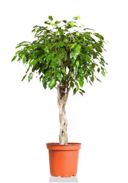 Фикус Бенджамина Экзотика переплетенный d27 см h110 см Фикус Бенджамина Экзотика переплетенный d27 см h110 см