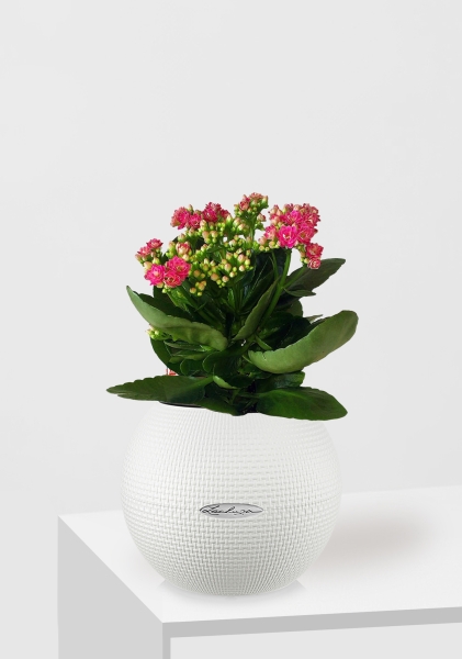 Каланхоэ в PURO 20 Каланхоэ в PURO 20