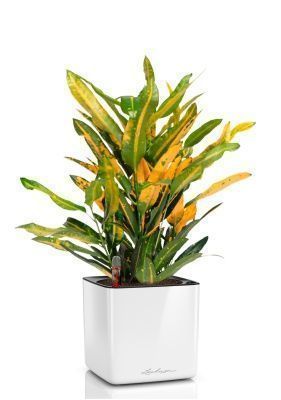 Кротон Санни в CUBE GLOSSY 14, белый блестящий Кротон Санни в CUBE GLOSSY 14, белый блестящий