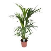 Ховея Форстериана d21 см h120 см тип 1