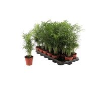 Хамедорея Элеганс d9 см h40 см тип 2 Хамедорея Элеганс d9 см h40 см тип 2