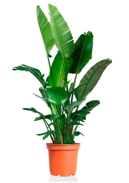 Стрелиция Николай 40/220 см