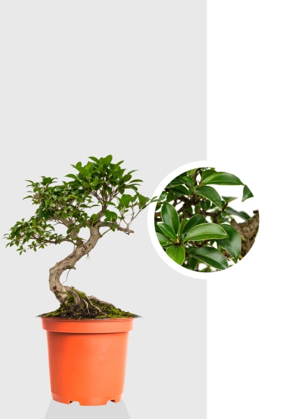 Бонсай микс d24 см h40 см тип 1