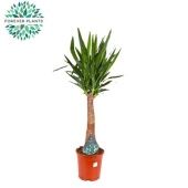 Юкка Maya Tree d27 см 120 см Юкка Maya Tree d27 см 120 см