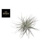 Тилландсия Mini Silver d15 см h10 см