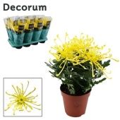 Хризантема Зембла Yellow d13 см h35 см Хризантема Зембла Yellow d13 см h35 см
