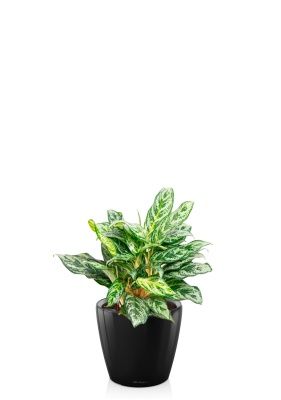 Аглаонема Сильвер Квин 19/50 см в CLASSICO LS 28, черный