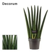 Сансевиерия цилиндрика Фан d14 см h50 см тип 2