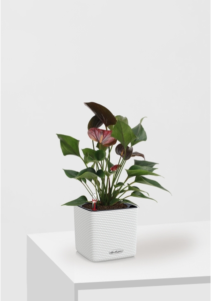 Антуриум Андре шоколадный 12/40 см в CUBE Color 16 Антуриум Андре шоколадный 12/40 см в CUBE Color 16